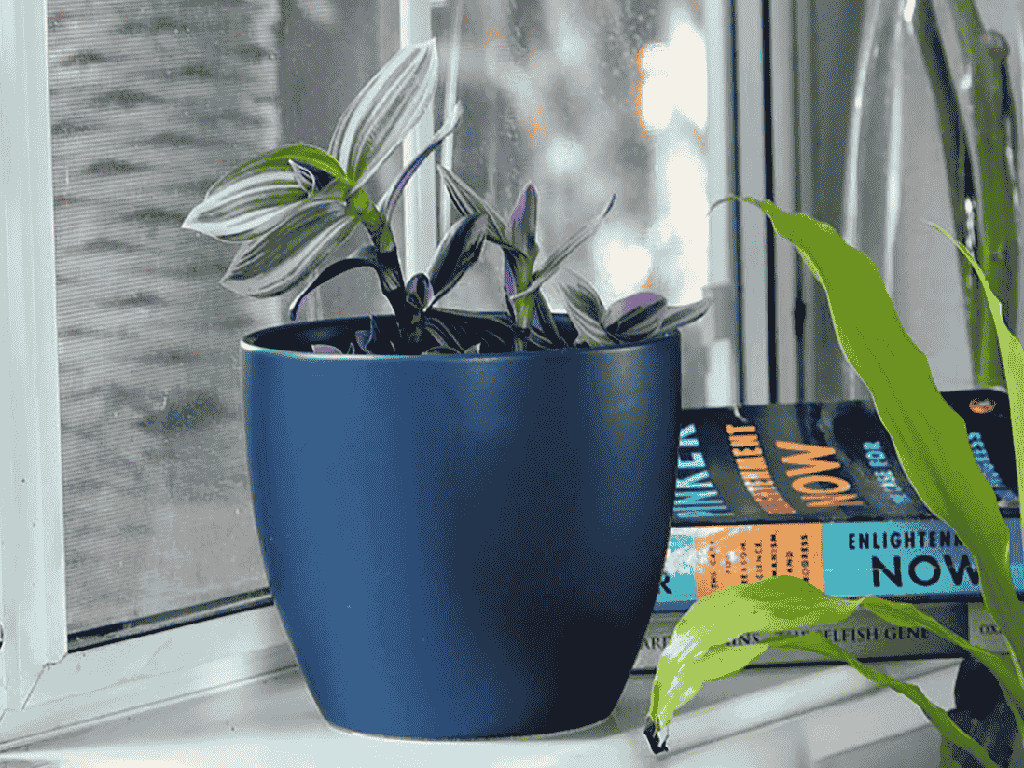 PEACE LILY CACHE POT, MATTE CLASSIC BLUE, 8.5"X7.5", SOLD IN CASE OF 2