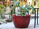 LOW CANA GARDEN PLANTER, LAVISH RED,SET OF 3- 21"X13.5", 17"X12", 13"X9"