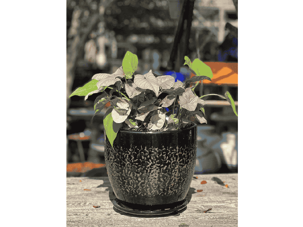[PY-AS1098BLK-B] ROUGE PLANTER WITH ATTACHED SAUCER, BLACK, 14.0" X 13.5"