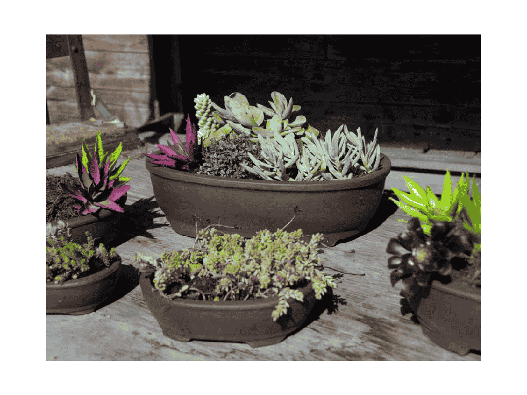 [PY-B1017PCL-S5] JUNIPER BONSAI PLANTER, WITH HOLE NO SAUCERS, PURPLE CLAY, SET OF 5 - 15.5"X 11.5"X4.5", 12.5"X10.0X4.0", 10.5"X8.0"X3.0", 8.5"X6.5"X3.0", 6.5"X5.0"X2.0"