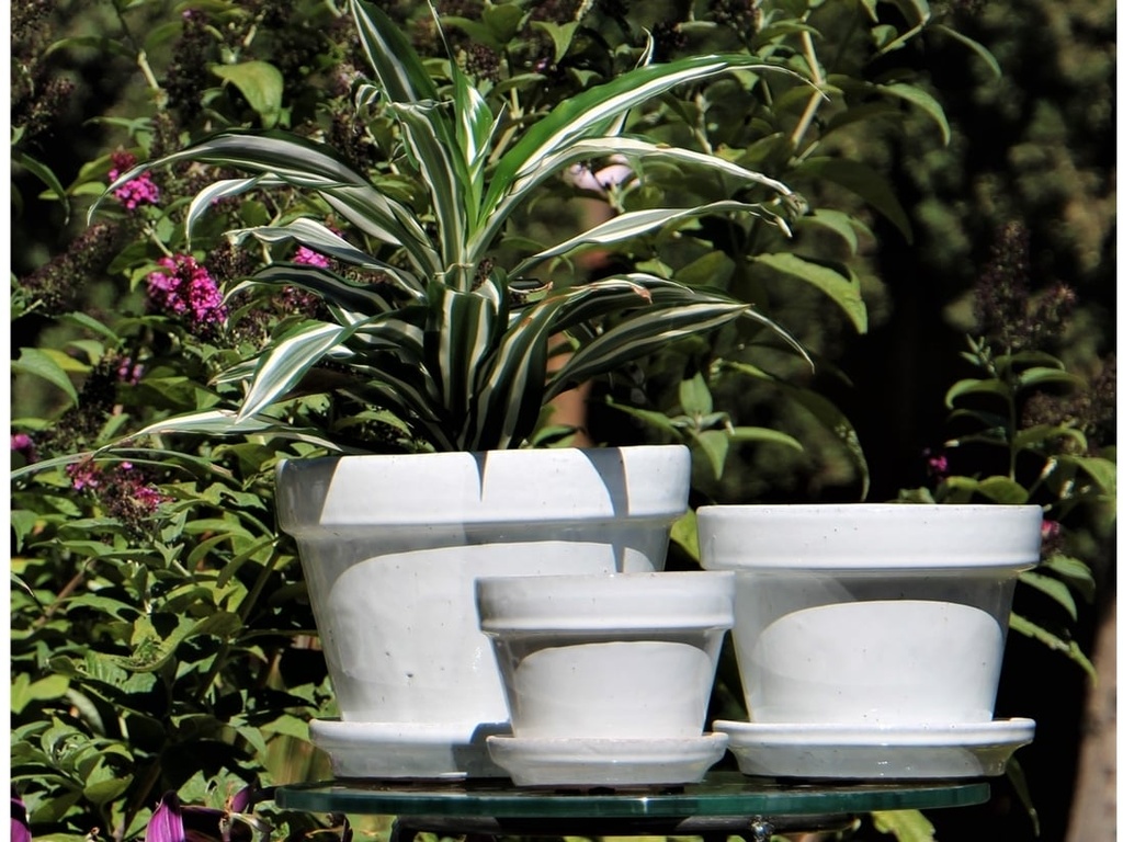 [PY-I1620WSP-B-C6] STANDARD POTS, SIZE B, WHITE ROSE, 6.75" X5.5", ATTACHED SAUCER (SOLD IN CASE OF 6)