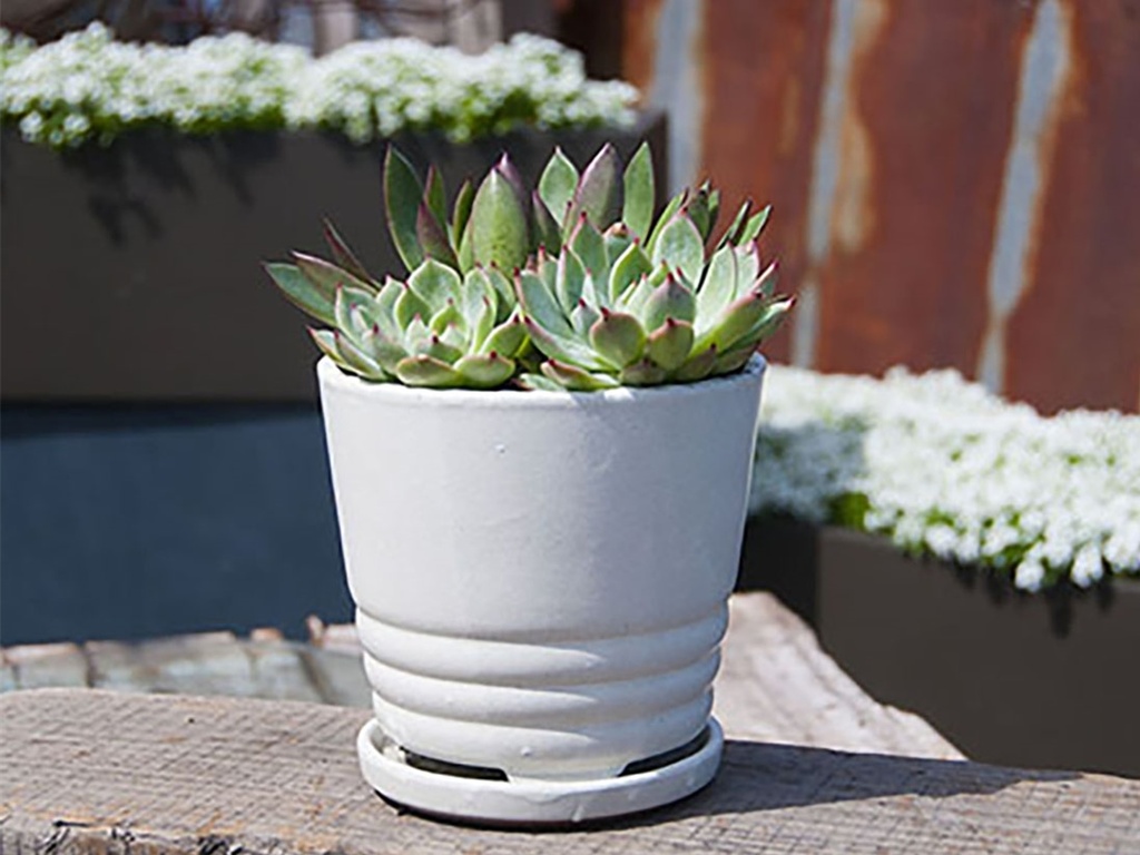 [PY-I5061WSP-A-C4] KONA INDOOR PLANTER WITH ATTACHED SAUCER, WHITE ROSE, 7.5"X6.5" (SOLD IN CASE OF 4)