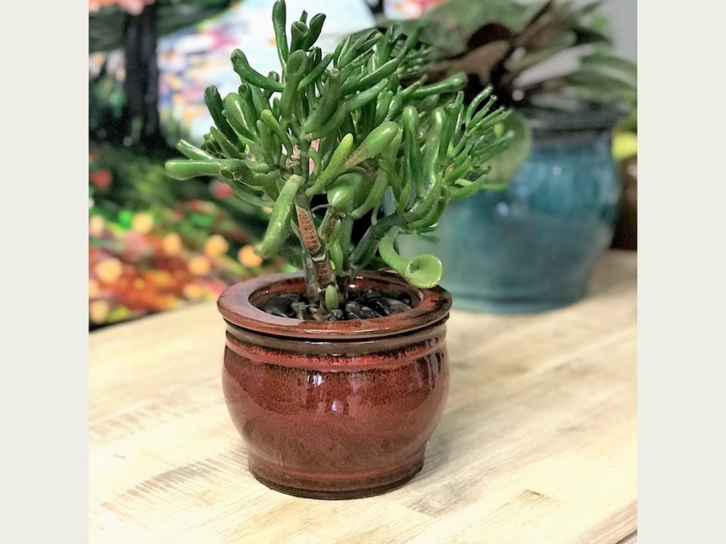 [PY-S1354TRD-C-C6] ROUND SW POT, TROPICAL RED, SIZE C 5.0"x4.0" (SOLD IN CASE OF 6)