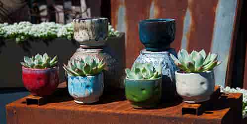 [PY-T1236MIX-C12] FINGER SUCCULENT BABY CUP WITH 6 MIXED COLORS, 3.5" X 3.0" (SOLD IN CASE OF 12)