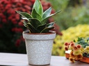 GARDEN VASE POT, MEDIUM, 6" x 6.5", CHRYSANTHEMUM WHITE, SOLD IN CASE OF 4