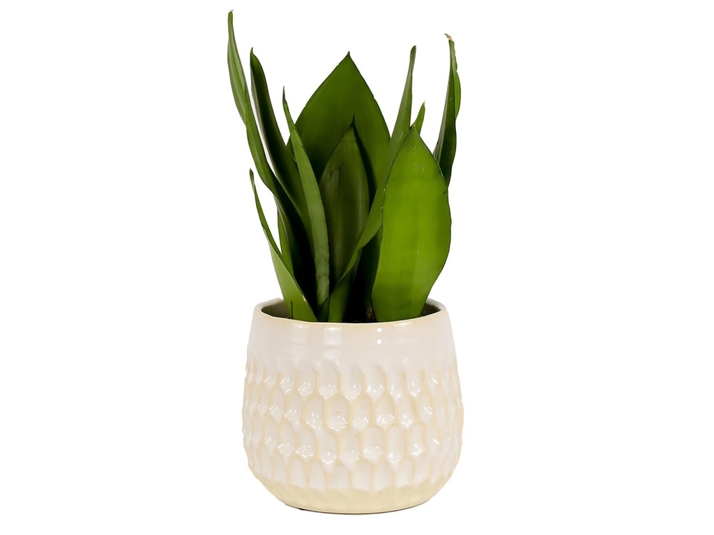 [IP-DG2345WDS-B-C8] CAMBRIA PLANTERS, WHITE DAISY, 4.5"X4.0", CASE OF 8