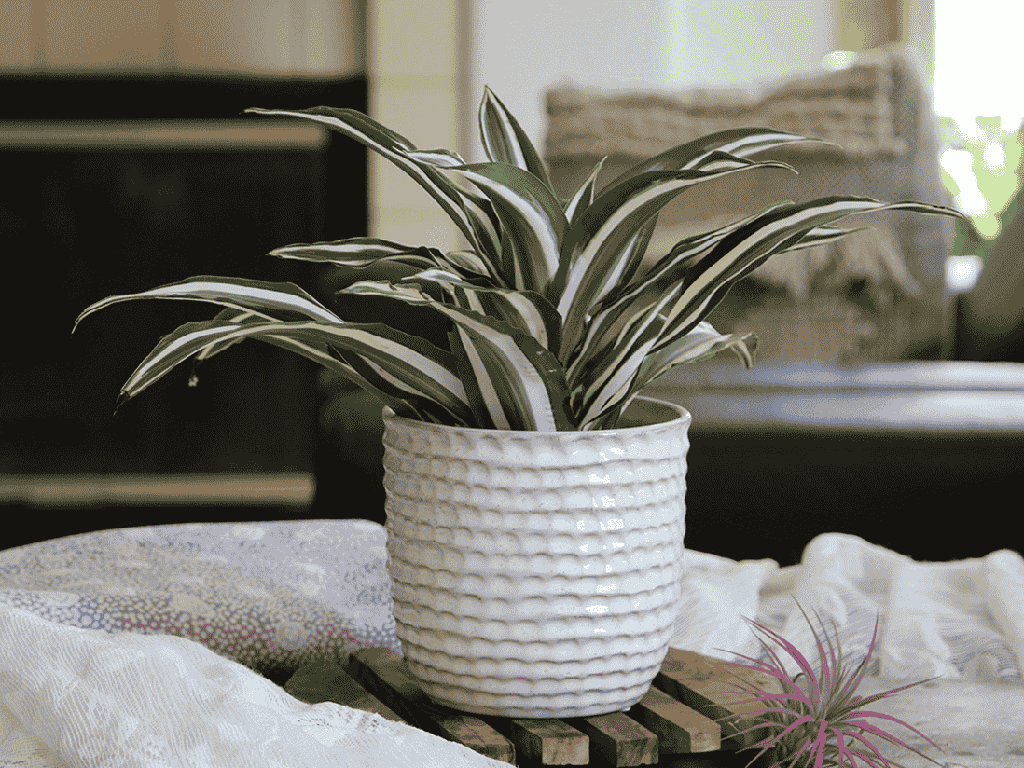 [IP-MC2025SSL-C8] HONEYCOMB PLANTER, SEASHELL, 5.5"x5" SOLD IN CASE OF 8