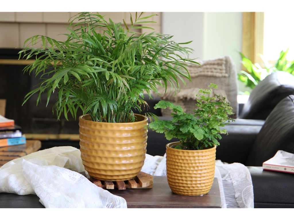 [IP-MC2026MST-C6] HONEYCOMB PLANTER, MUSTARD, 6.5"x5.5" SOLD IN CASE OF 6