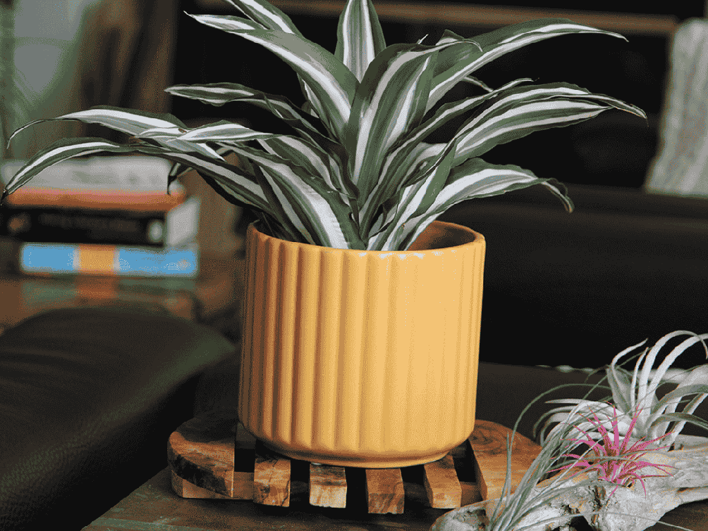 [IP-MC2035MST-C8] BRUSH COMB PLANTER, MUSTARD, 5.5"x5" SOLD IN CASE OF 8