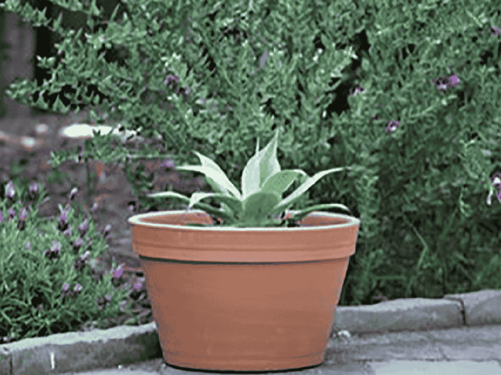 [PT-M0001] BUCKET PLANTER, 13.0"X8.0"