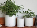 BEGONIA PLANTER, WHITE SPOT,SET OF 3 - 8.5"X8.5",6.5"X6.5",5.5X5.5,