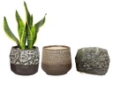 LULA'S MIX SUCCULENT CUPS, LAVA WHITE, CREAM, AND GREEN, 5.5'x5.5'x5'SOLD IN CASE OF 6