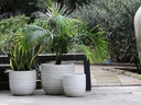BERGONIA PLANTER, PASTEL CREAM, SET OF 3- 15"X13.5", 12"X12", 10"X9"