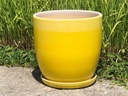 DAFFODIL PLANTER W/ SAUCER, OMBRE YELLOW, 8.0"X8.0", SOLD IN CASE OF 4