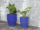 DAYLILY PLANTER, CLASSIC BLUE, SET OF 2- 14.5" X 16.0", 11.5" X 13.5"