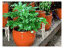 LAGUNA DRUM PLANTER, ORANGE, SET OF 3 - 16.5" X 12.0", 12.0" X 9.0", 8.5" X 6.0"